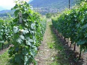 Aymavilles : la culture de la vigne