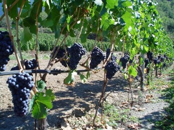 La viticulture à Aymavilles